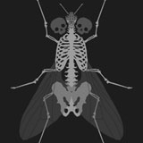  The Fly 